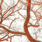 Load image into Gallery viewer, Frosted Branch Silhouette