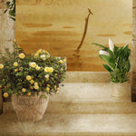 Load image into Gallery viewer, Close-up detail showing yellow roses in a carved terracotta urn against a golden sunset lake