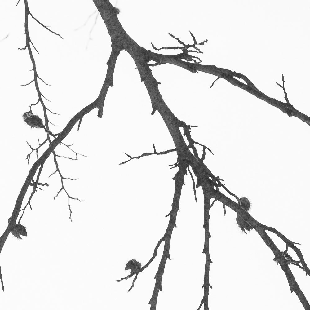 Close-up detail of Black Twig Silhouette showing bare branches and seed pods