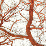 Load image into Gallery viewer, Frosted Branch Silhouette