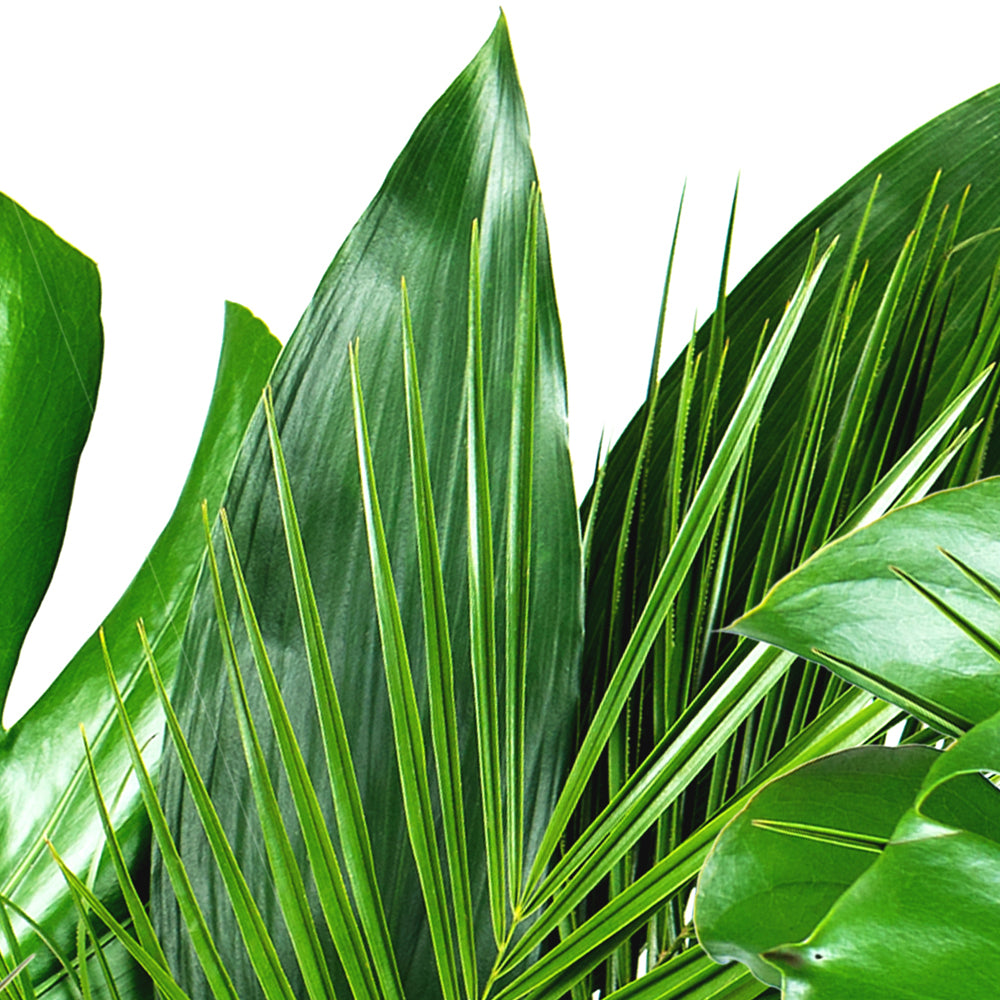 Close-up detail of Lush Tropical Foliage showing monstera leaves and botanical detail