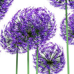 Load image into Gallery viewer, Close-up detail of Purple Allium Garden showing spherical flower heads