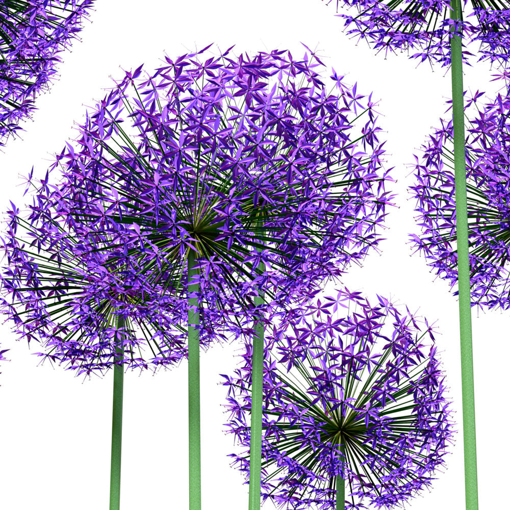 Close-up detail of Purple Allium Garden showing spherical flower heads