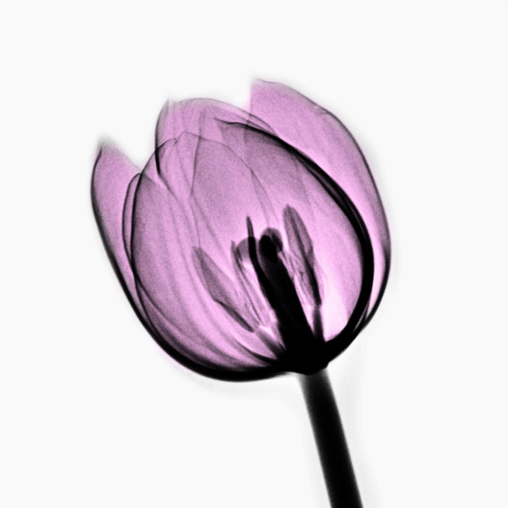 Close-up detail of Ethereal Tulip Glow showing translucent tulip petals