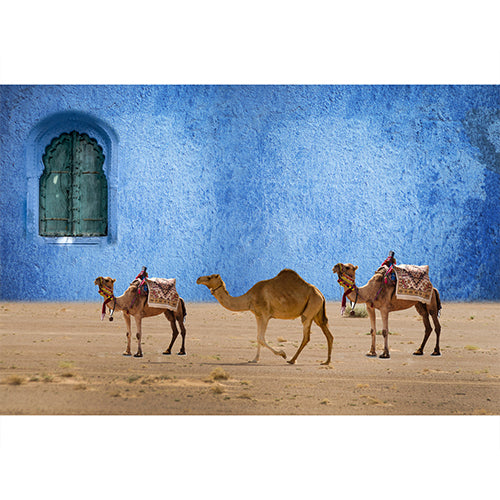 Camels of the Blue City