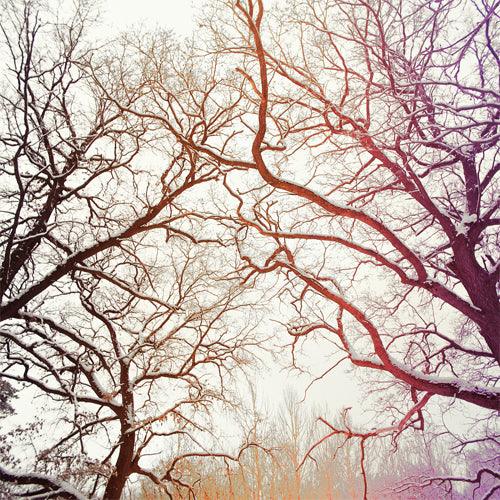 Frosted Branch Silhouette