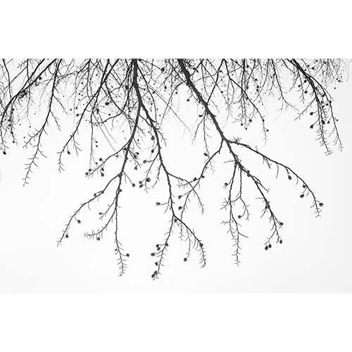 Black Twig Silhouette glass film pattern in black, full design view