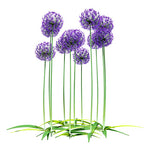 Load image into Gallery viewer, Purple Allium Garden glass film pattern in purple and green, full design view