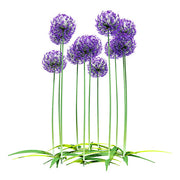 Purple Allium Garden glass film pattern in purple and green, full design view